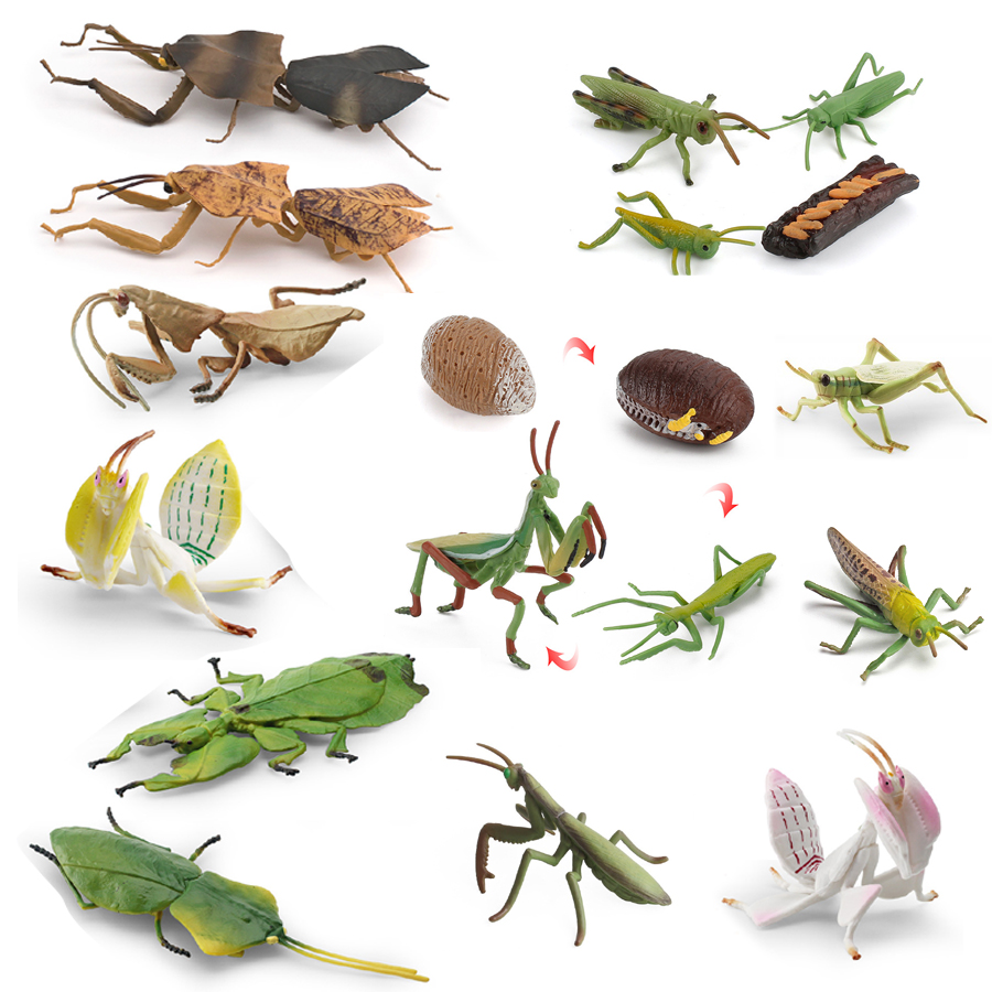 Kids Education Things - Realistic Orchid Mantis Dead Leaf Mantis